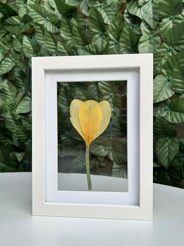 Lalea galbenă 13x18cm