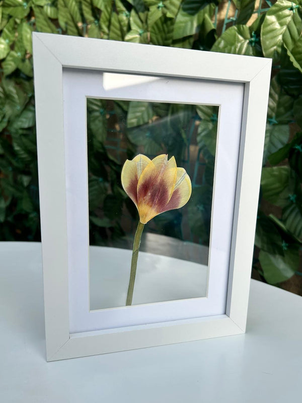 Lalea bicoloră 13x18cm